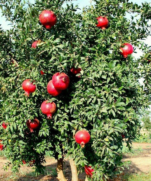 Sinduri pomegranate