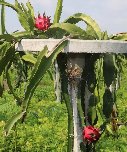 dragon fruit farming