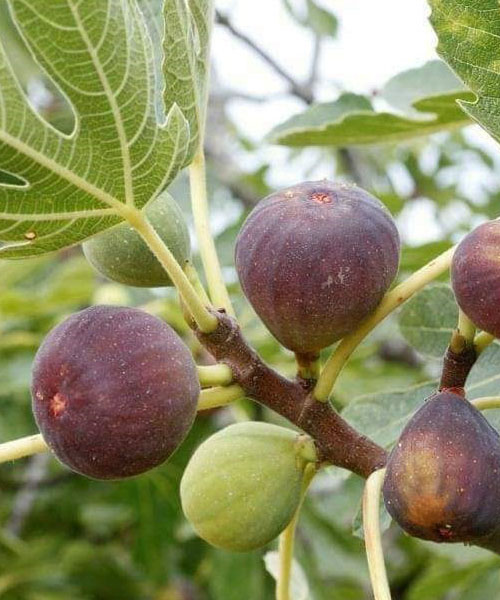 fig farming