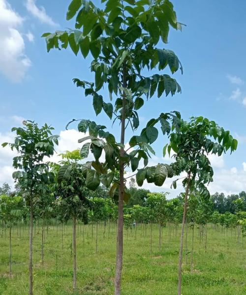 Mahogany Farming