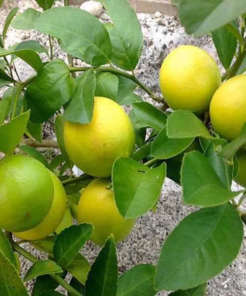 Nimbu