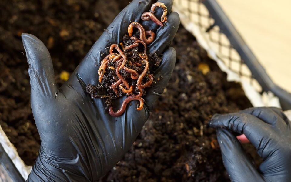 Exploring Vermicompost in Udaipur