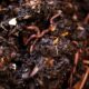 Top Vermicompost Manufacturers in Udaipur