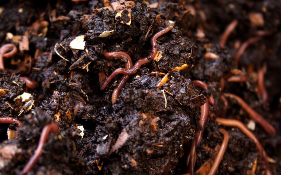 Top Vermicompost Manufacturers in Udaipur