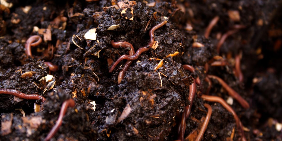 Top Vermicompost Manufacturers in Udaipur